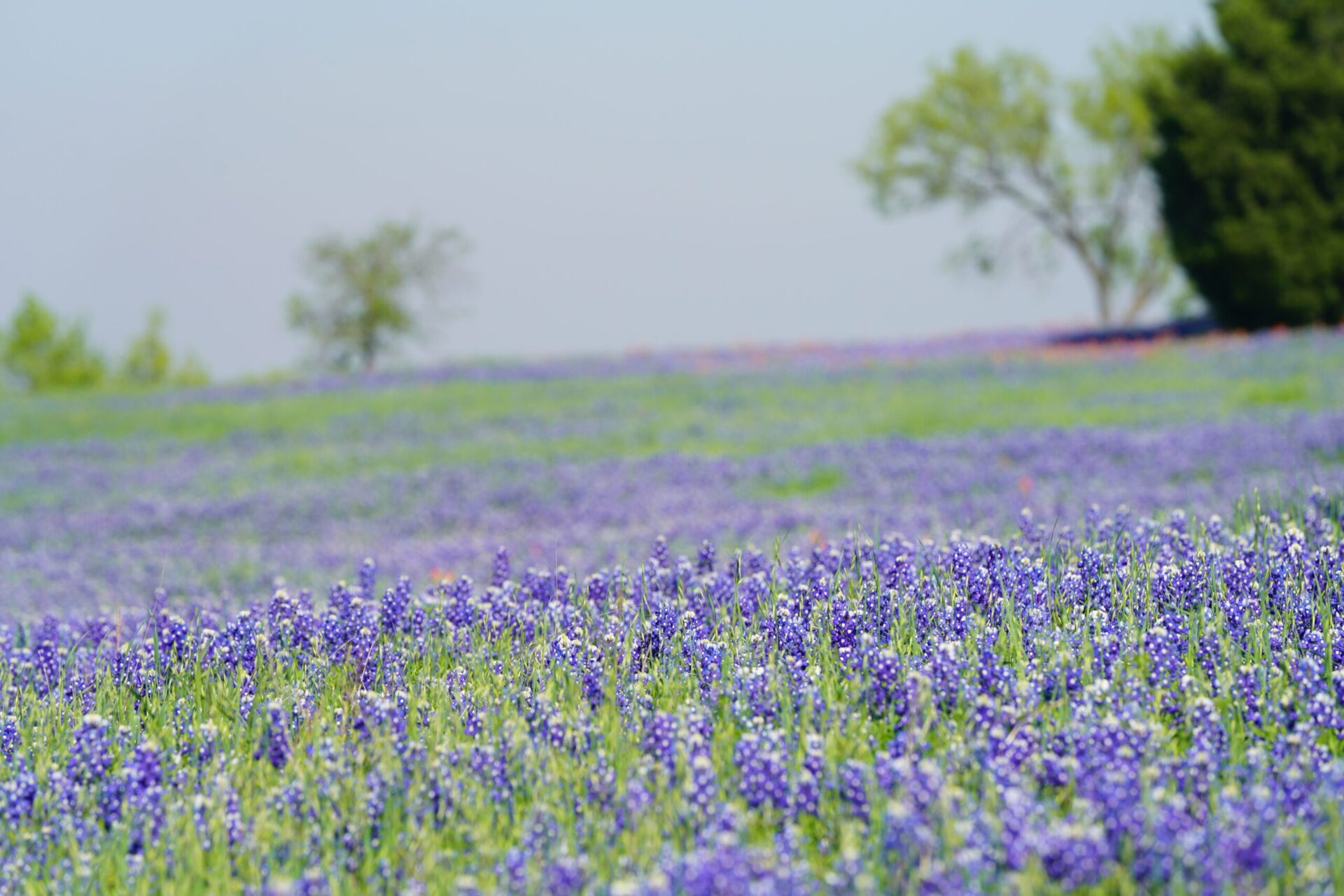 View of a meadow with Texas Bluebonnet wildflowers blooming duri